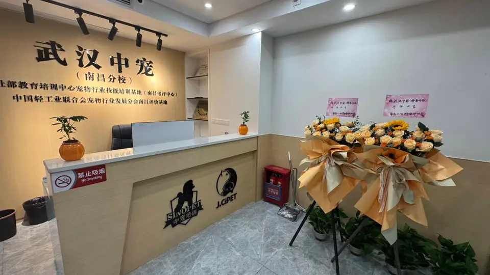 在南昌学宠物美容，避开这3个就业“大坑”，能省你一年弯路