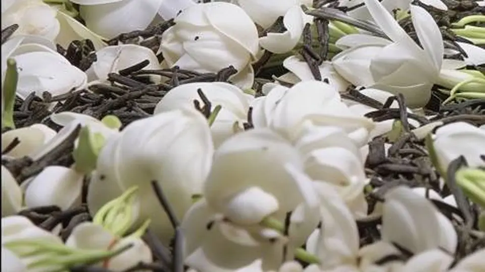 喝茉莉花茶只是骗骗舌头嘛？30秒内讲清楚