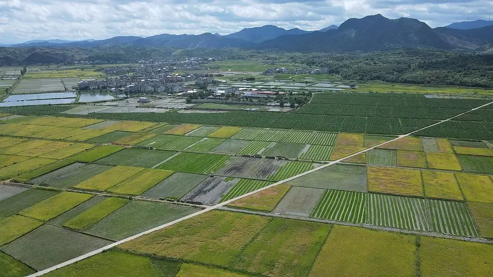 虚报水稻种植面积 农业局不怕卫星揭穿?