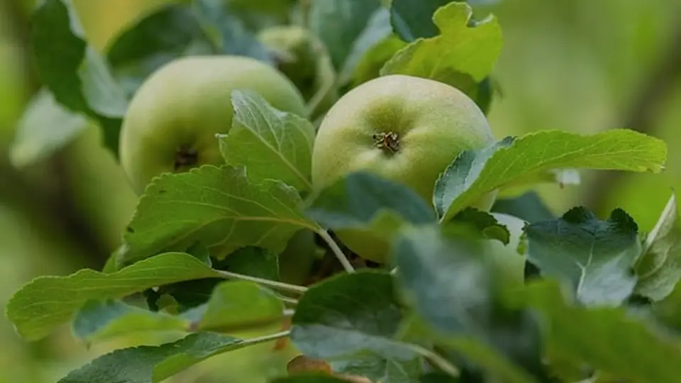楼下早餐摊那声不加香菜，成了每天最稳的踏实