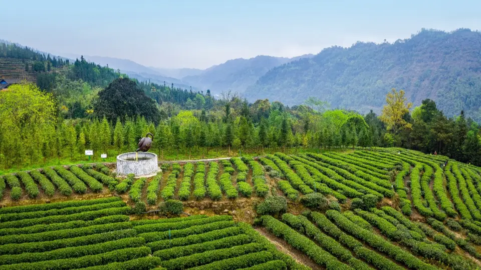 走进马边茶山，邂逅一抹茶香