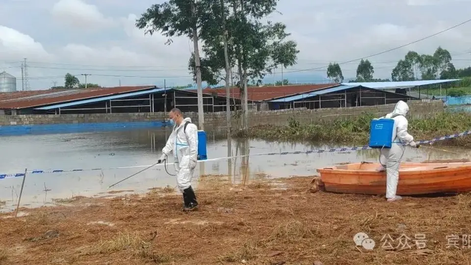 广西宾阳通报“养殖场大量生猪死亡”：积水过深无法通车，死猪一时难以打捞，造成部分死猪在场内漂浮，预计7月11日完成无害化深埋处理