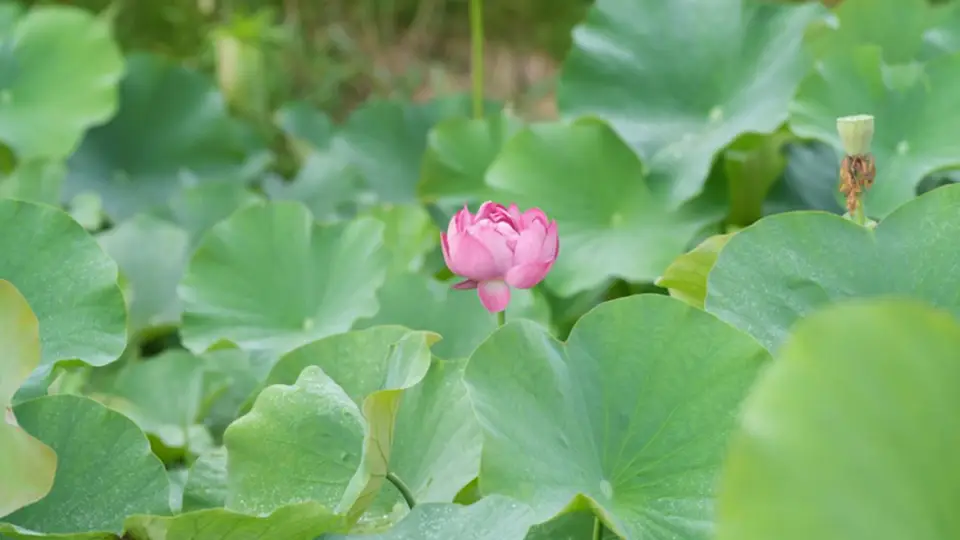 重庆丰都包鸾百亩荷塘:夏日休闲新去处