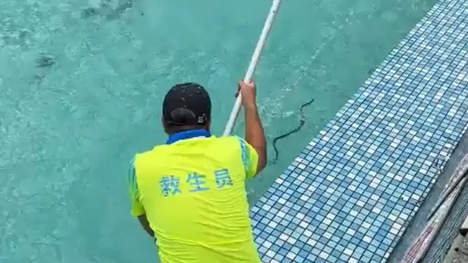 广东清远一景区泳池现蛇 工作人员称是无毒菜花蛇已处理