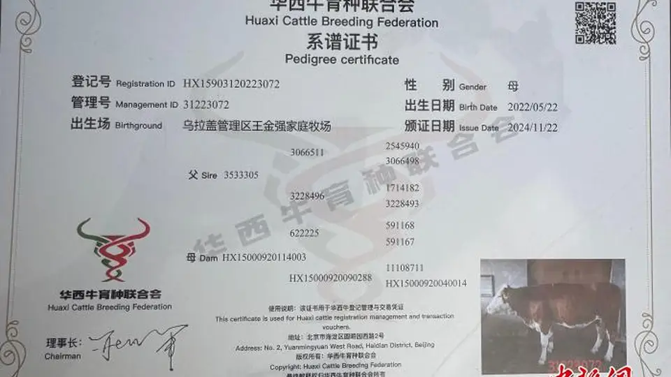 乌拉盖华西牛拍卖会看点多 农牧户跟着专家养牛收获丰