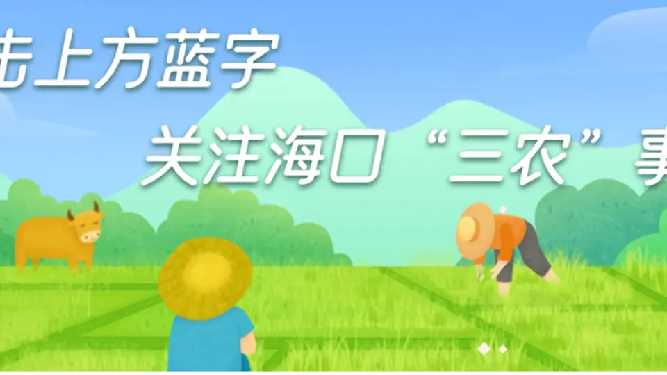 海南海口:琼山区冷泉泡清凉 芋头品时鲜