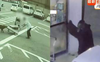 野猪街头打擂台，黑熊纵享“霸王餐”……日本迎来野生动物暑期“City Walk”潮？！