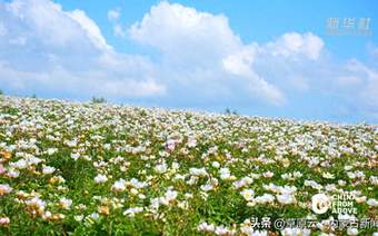 内蒙古：邂逅牙克石清凉夏日盛景