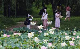 圆明园第三十一届荷花节打造夏日文旅盛会,千亩荷花迎最佳观赏期