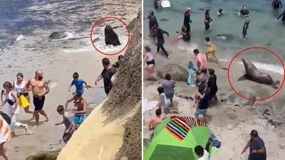 7.13日：快往高处跑呀，加州海滩的暴躁巨型海狮疯狂追人，现场场面一度失控