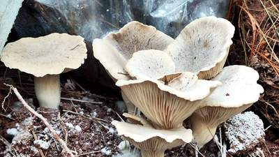 来越西老街逛 邂逅山林里那些沾着雨珠的鲜活菌子