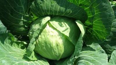 亲手做一碗带馅糯米饭！选料调配皆随心，裹住满口香的家常小乐趣