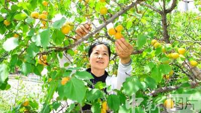 甘肃嘉峪关：祁连山下李广杏熟了