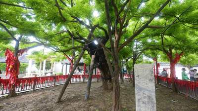 文旅新探丨项王故里：千年古槐新景观
