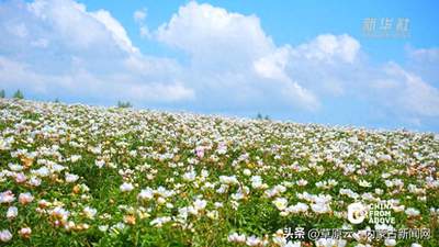内蒙古：邂逅牙克石清凉夏日盛景