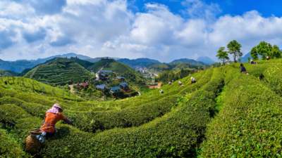 福建大田:盛夏出“金叶” 高山茶飘香