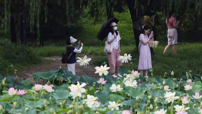 圆明园第三十一届荷花节打造夏日文旅盛会，千亩荷花迎最佳观赏期