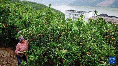 秭归夏橙丰收时节 跟着屈原故里农文旅体验解锁柑橘里的诗意与烟火