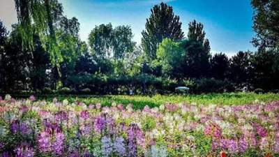 来大同文瀛湖逛醉蝶花海 3000㎡彩蝶翻飞盛花期体验拉满