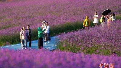 三峡库区绿葱坡高山马鞭草花海迎客来 游客避暑赏花尽情享假期