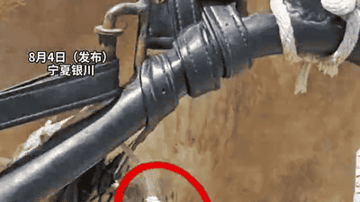 景区接驳马带伤拉车？我来看看现场情况怎么说