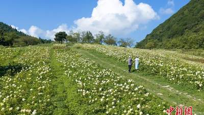 重庆涪陵:百亩高山绣球花开满山野