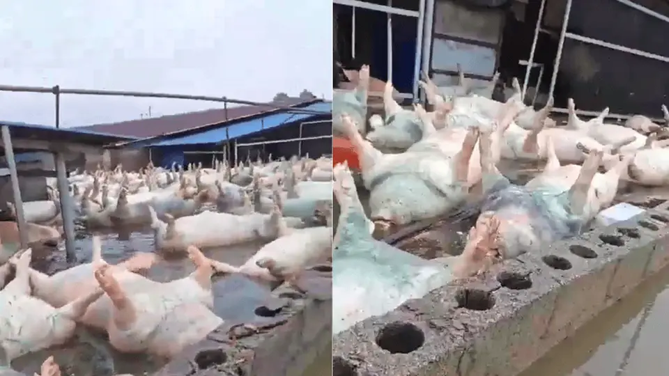 广西宾阳一养猪场被淹，当地回应：死亡生猪约有几千头