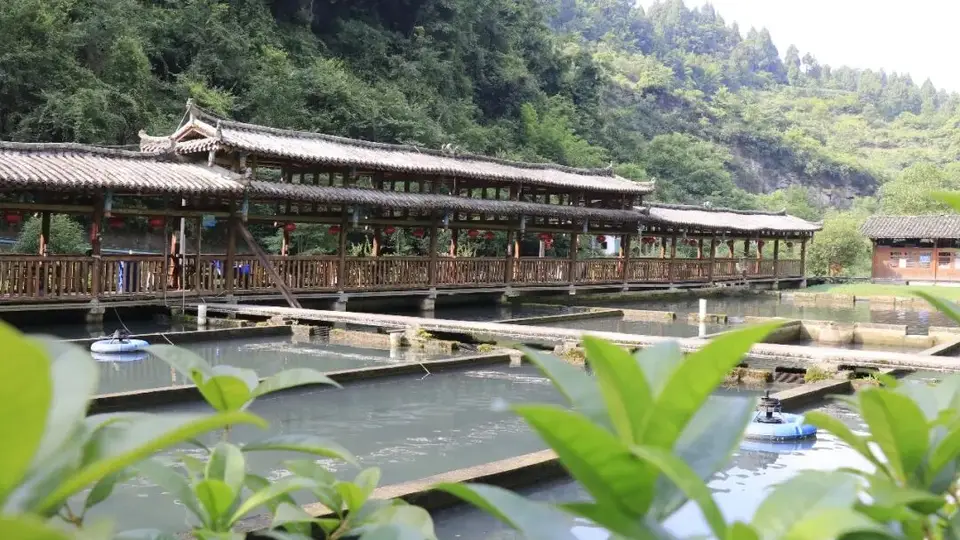 【寻味绥阳】茅垭清水鱼庄：一锅石锅鲟鱼 藏山野鲜醇