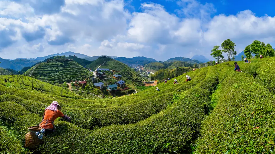 福建大田:盛夏出“金叶” 高山茶飘香
