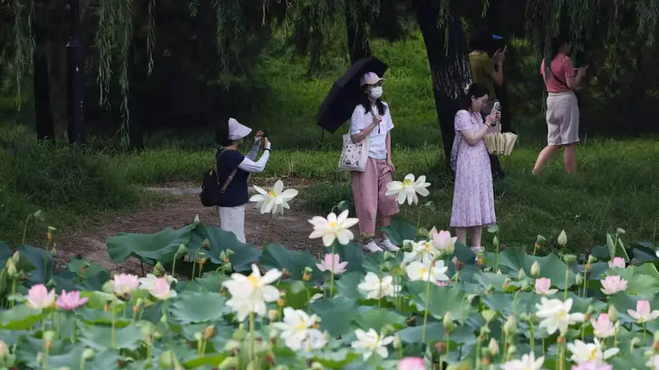 圆明园第三十一届荷花节打造夏日文旅盛会，千亩荷花迎最佳观赏期