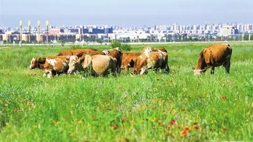 2026世界奶业大会将至 呼和浩特邀你共赴“世界乳都”进阶之约