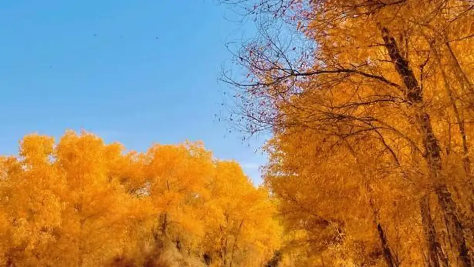7天玩转喀纳斯,禾木白哈巴晨雾、栈道、界河美景全体验,边境游边防证办理指南+核心景区最优路线攻略