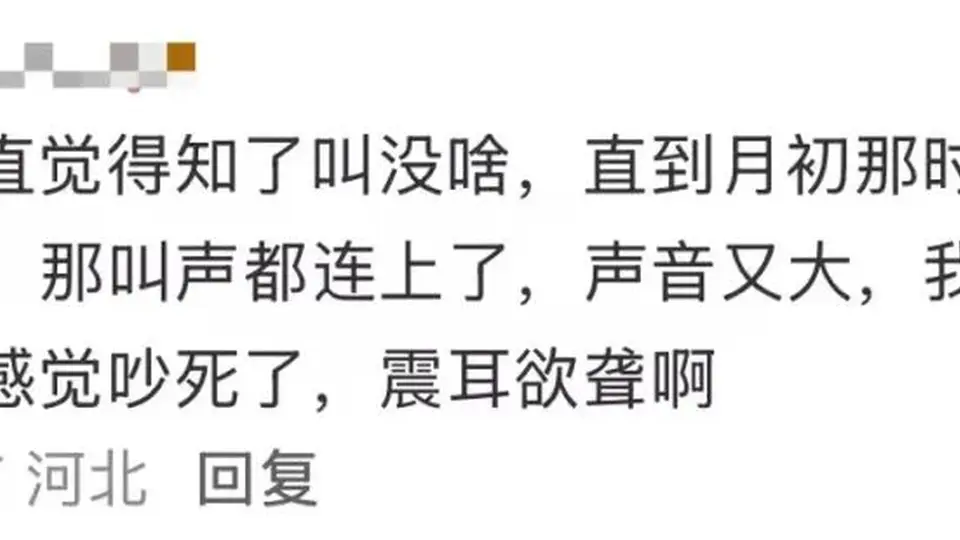 夏季蝉鸣太吵？多位民众因高频噪声致听力受损，医生提醒避免长时间暴露