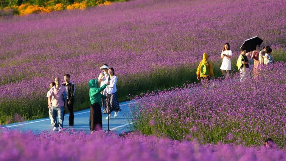 三峡库区绿葱坡高山马鞭草花海迎客来 游客避暑赏花尽情享假期