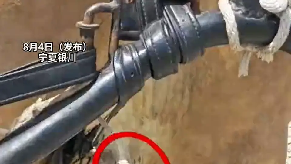 景区接驳马带伤拉车?我来看看现场情况怎么说