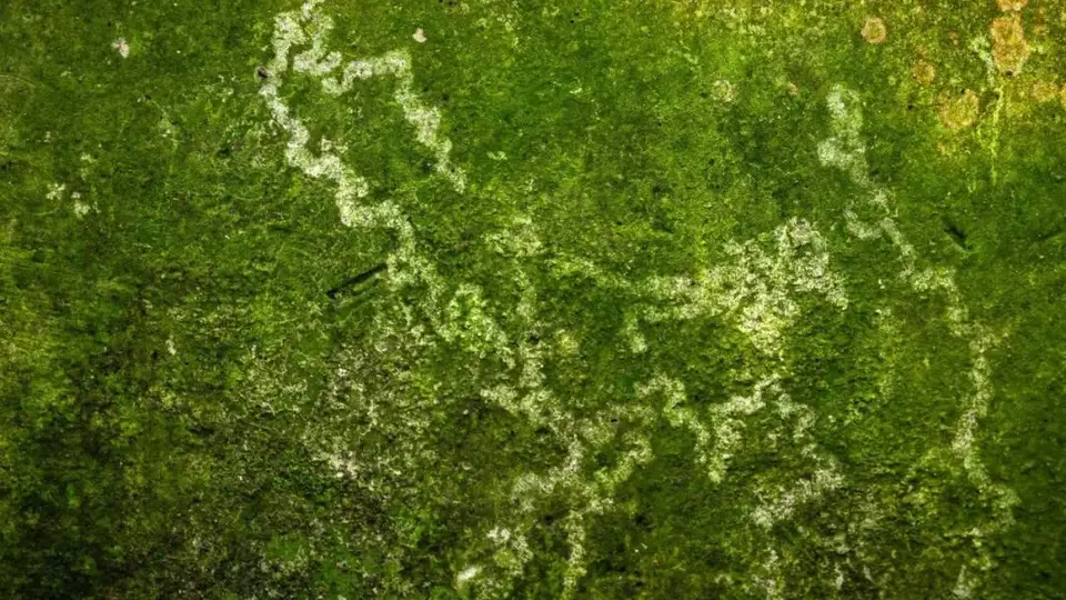 此刻姑苏｜一墙苔痕，读懂江南的湿意