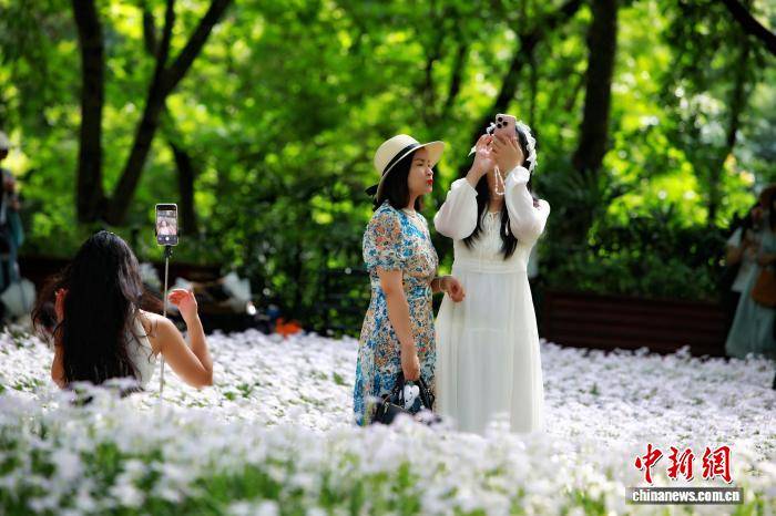 南宁风雨兰盛放 浪漫“花海”惹人醉