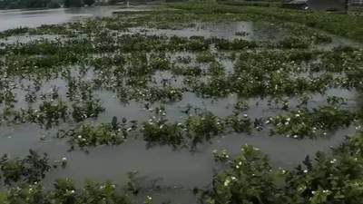 一份广西横州茉莉花农的损失清单：产量降三成多，泡水七天就绝收