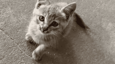 小男孩抱着流浪猫来办公室，全程紧紧抱着猫，老师本想逗逗男孩，没想到把孩子急哭了……