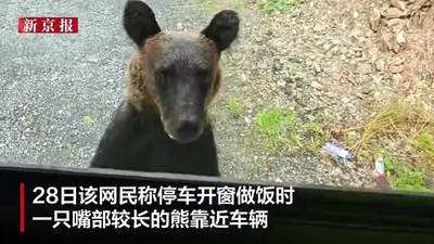 大兴安岭自驾游客停车开窗做饭遇黑熊逼近啃门 车内人慌得尖叫启动车辆后熊跑走