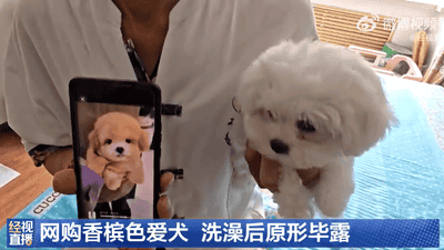 哈尔滨男子花1400元网购香槟色小狗 遵卖家叮嘱七天后洗澡竟全褪成白狗 事后卖家失联只能向市场监管部门投诉