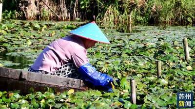 来苏州赴夏日鲜约 水红菱脆嫩清甜一口就爱上