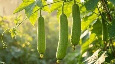 夏天鲜丝瓜抢鲜上市 参与吃丝瓜的这些小活动避开误区更得劲