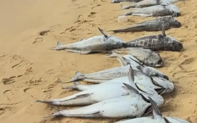 海口海滩惊现大量死鱼：赤潮致养殖鱼缺氧死亡，官方已清理处置
