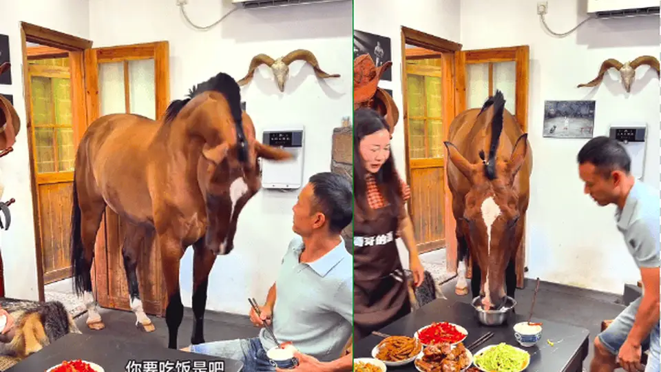 湖北一匹马进屋到桌前要米饭吃走红，主人回应：非AI，它像家人一样