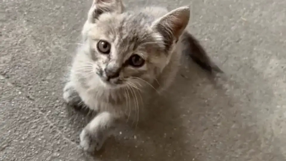 小男孩抱着流浪猫来办公室，全程紧紧抱着猫，老师本想逗逗男孩，没想到把孩子急哭了……
