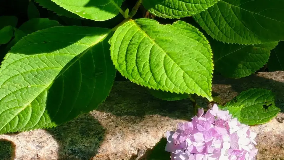 4 座藏在市北街巷的避暑山头，暑期散步好去处