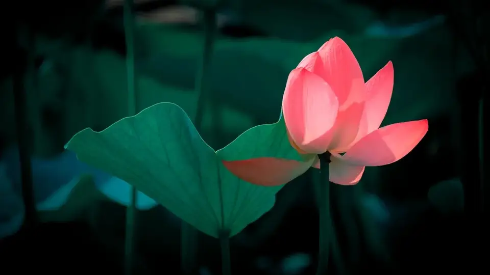 大暑时节愿好运常伴