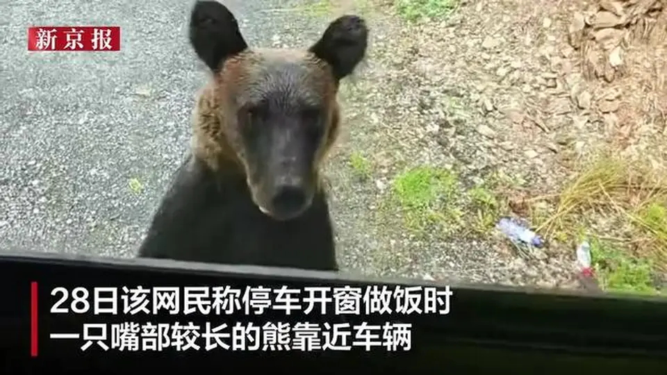 大兴安岭自驾游客停车开窗做饭遇黑熊逼近啃门 车内人慌得尖叫启动车辆后熊跑走