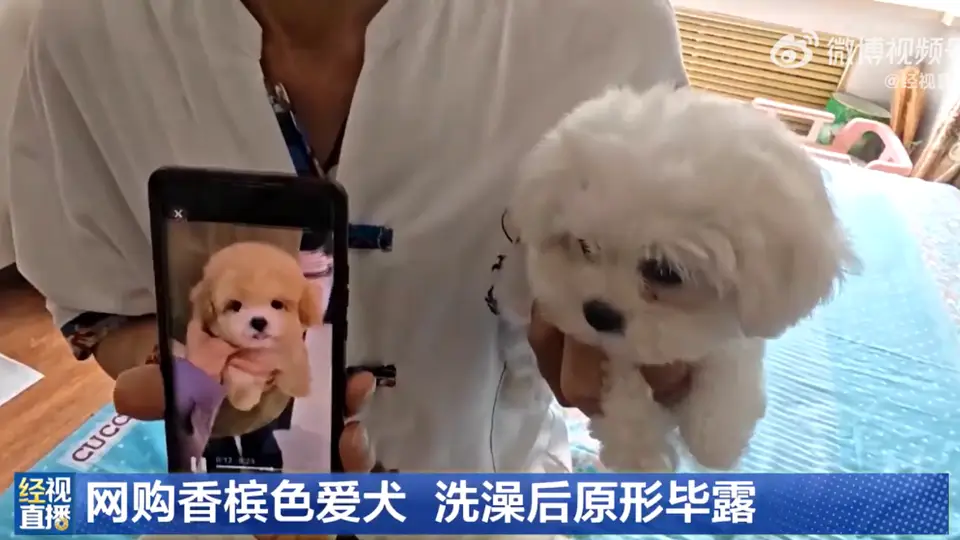 哈尔滨男子花1400元网购香槟色小狗 遵卖家叮嘱七天后洗澡竟全褪成白狗 事后卖家失联只能向市场监管部门投诉